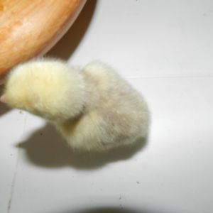 helio