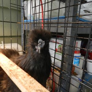 B.B. King my first roo a dark blue silkie