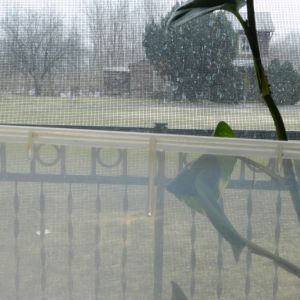 looking over brooder at the snow