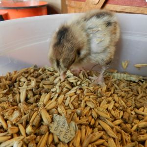Eating da mealworms