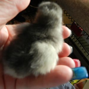 Chicken leg