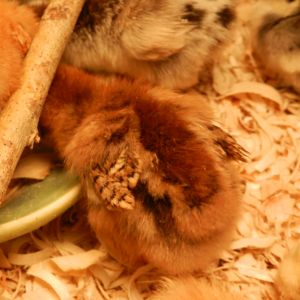 Chicken Hawk