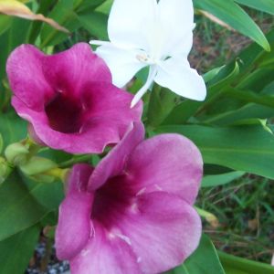 Allamanda and white hedychium aka butterfly ginger