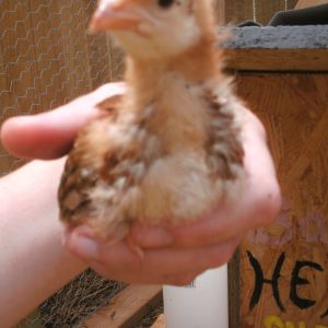 My very first chick. Named her Sunny.