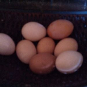 Eggs collected from my first flock of free chickens collected on Craigslist