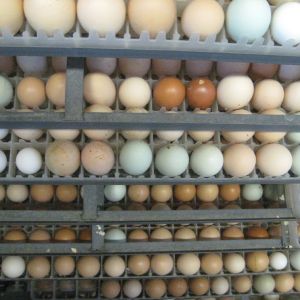 We set a variety of eggs from our chickens. Please check out our website at: http://www.odysseyranch.com/Poultry.html for the breeds we have available.