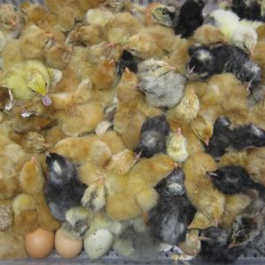 We offer baby chicks from one week old and up! (when available)
