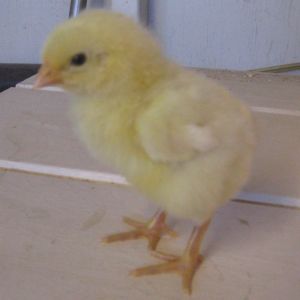 White Plymouth Rock chick