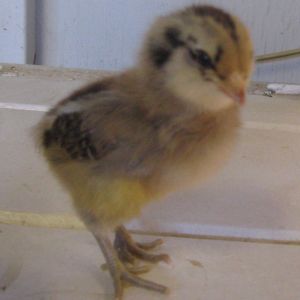 Easter Egger chick