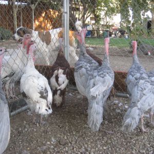 Some of our young adult toms - ready for their new homes