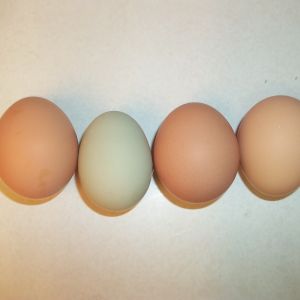 The eggs we got today Feb. 7th, 2013