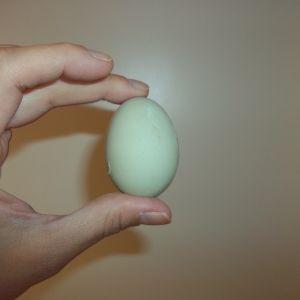 The first egg from our Easter Egger.