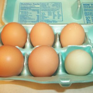 Eggs from Feb 6th and 7th.