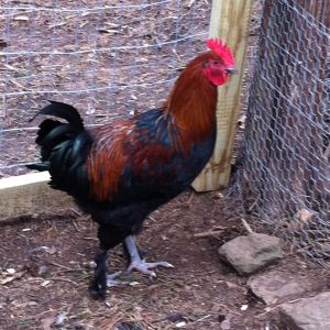 young bcm rooster