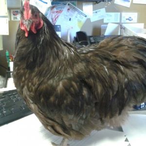 Cadbury