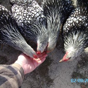 getting their treat of scratch corn.