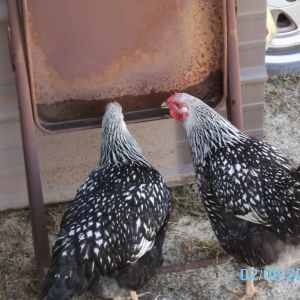 2 of them found water elsewhere today, guess the didnt want their own fresh water out of the waterer!