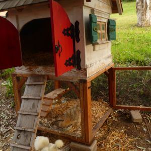 Bobble & the chicken house