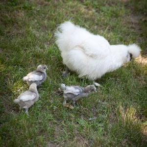 Mama silkie and her babies on an adventure