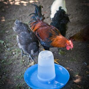My really quick DIY waterer.... a chip/dip bowl and pitcher from the dollar store!  I stuck a few by the chickens' favorite hangout spots in the yard when it got really hot out over the summer.