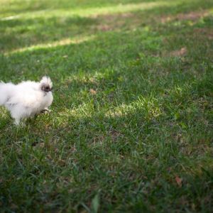 Little silkie on a mission