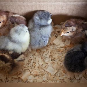 These were my first chicks!  Seems like ages ago!
