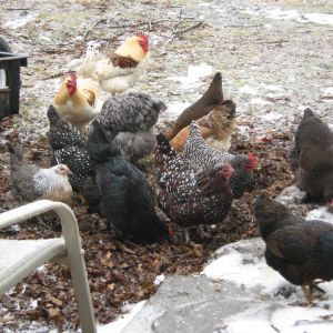 Mixed flock in the snow :)