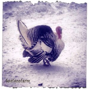 Eddie the turkey during 2/9/13 Snowstorm