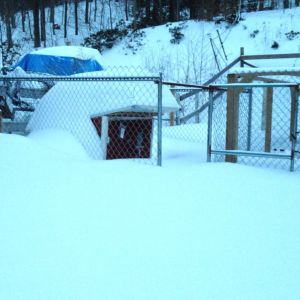 My silkie coop comepletely buried!