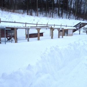 Gaetano Family Farm Pens completely snowed in 2/9/13. almost 3 ft of snow!!