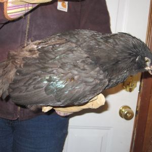 Olive Egger Cockerel