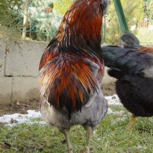 Rokoko the Rooster