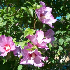 ROSE OF SHARRON  BLOSSOMS, FRONT YARD
