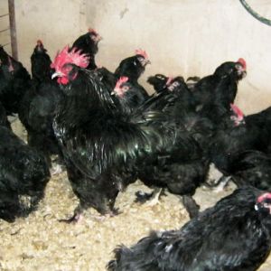 lockal AZERBAIJAN breeds