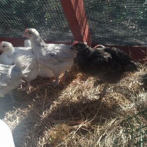 NYDHatchalong chicks Birchen Marans, Coronation Sussex and 1 Arkansas Blue