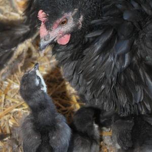 Black Frizzle Bantam Cochin Broody and Chicks