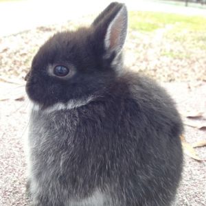 CBB's Bountiful Bonnie