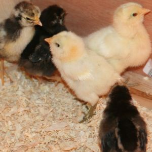 New chicks! 3 Silver Laced Wyandottes and 2 White Ameraucanas.