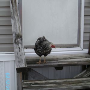 Fiona found somthing interesting at the back door