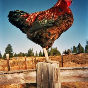 Mac Graw- nice rooster, I would go to pick him up and he would stand on one foot to the other and say "oh no someone is going to pick me up, but he would not run away. His neck feathers looked black normally but he was in the sun.