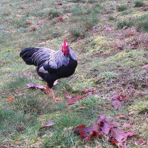 Buck the Japanese Bantam?