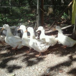 Giant Pekin Flock
