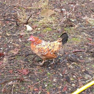 June Old English Bantam