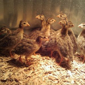 Baby Keets I raised last spring