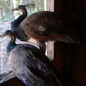Romeo and Juliet India Blue Peafowl
