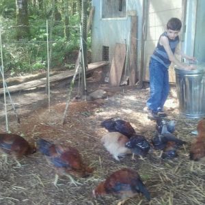 Wyatt feeding the chickens