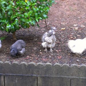 Silkies Splash, Sammy, Blu, Crazy