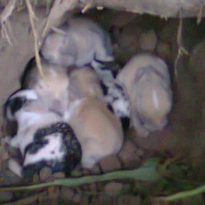 My New Born Rabbit Kits