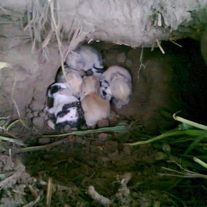 My New Born Rabbit Kits