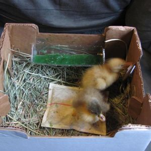 Still in their box from Metzer Farms. You can see the GroGel and special heating pad used for small orders. 2/13/2013